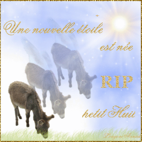RIP petit Huit